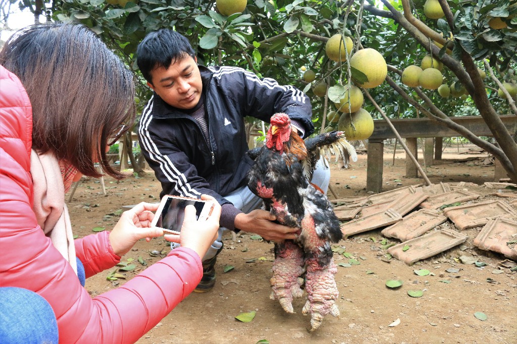 Chăn nuôi VietGAP, mở lối đi bền vững cho HTX gà Đông Tảo