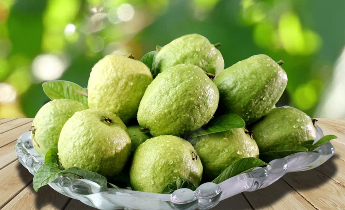 Ổi lê VietGAP và hành trình chuyển đổi cây trồng ở Phương Bình