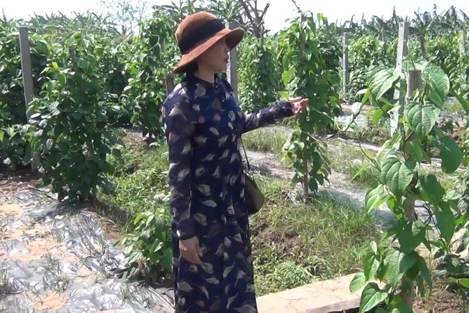 HTX Kim Thông: Thành công từ sản xuất sachi theo chuỗi