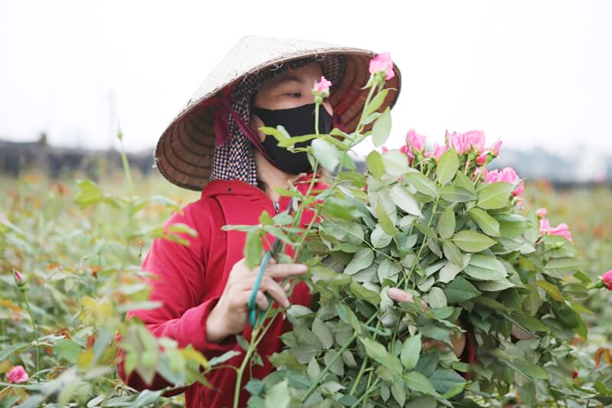 Bách Thuận bứt lên cùng hoa kiểng