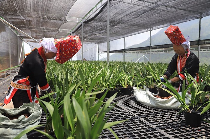 'Mặc áo hoa' cho vùng đất cằn