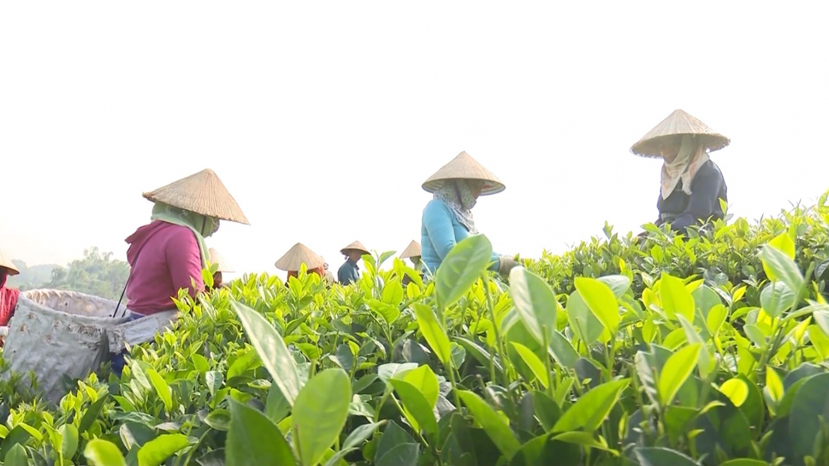 Chè Phúc Xuân 'bay cao' nhờ sản xuất hữu cơ