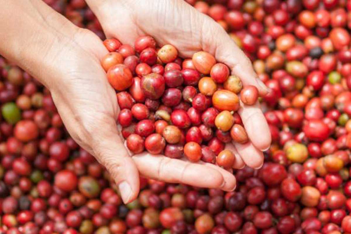 Thị trường nông sản ngày 13/3: Giá tiêu đạt mốc 70.000 đồng/kg, cà phê giảm nhẹ