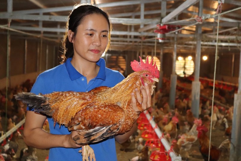Kiếm bộn từ... cho gà leo cây