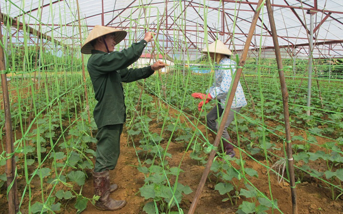 Rau sạch Tân Trụ vươn tầm nhờ sản xuất xanh