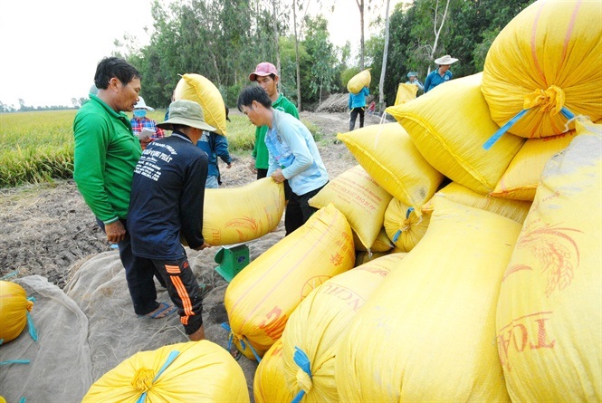 HTX Thành công: 'Đầu ra' bền vững nhờ sản xuất lúa chuẩn VietGAP