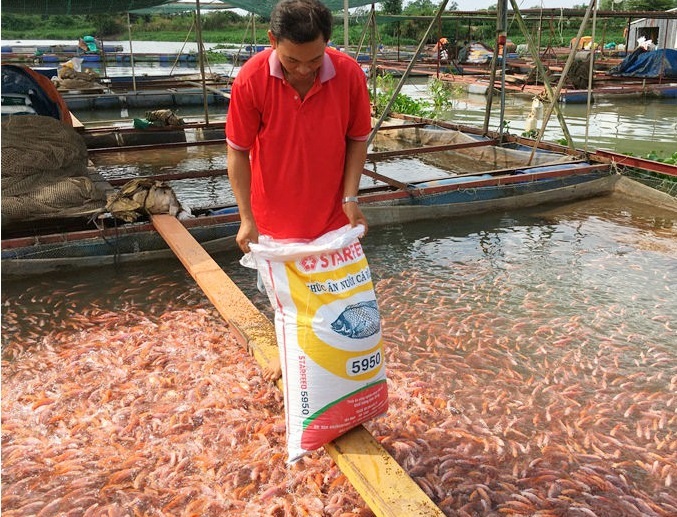 Người nuôi cá tra ở Đồng Tháp lãi 60007000 đồng mỗi kg  Thị trường   Vietnam VietnamPlus