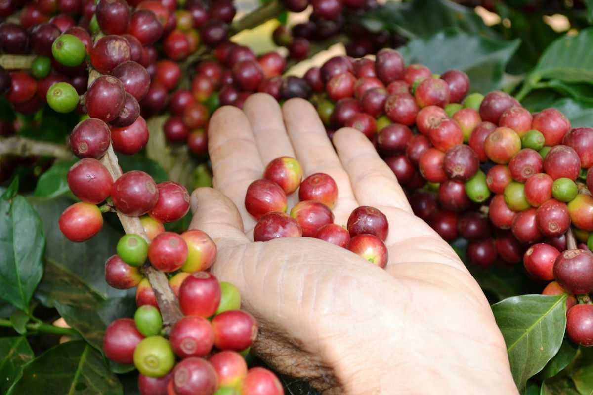 Thị trường nông sản ngày 17/3: Giá cà phê tăng 500 đồng/kg, tiêu lên mức giá mới