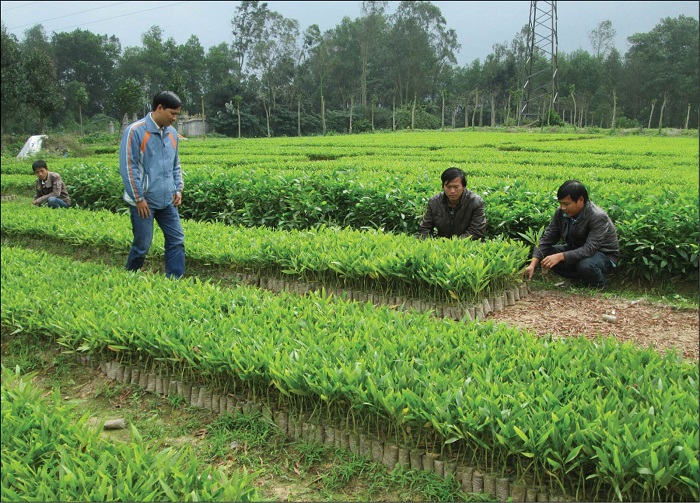 HTX Hòa Lộc: Trồng rừng bền vững từ bầu ươm thân thiện môi trường