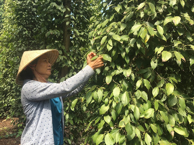 Thị trường nông sản ngày 18/3: Giá tiêu tăng 'nóng', cà phê và lợn hơi biến động nhẹ