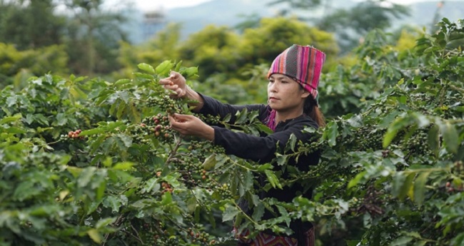 HTX Khe Sanh tạo dựng thương hiệu cà phê “green”