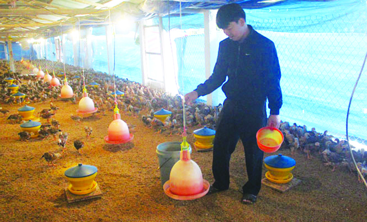 Đồng Hỷ thúc đẩy chăn nuôi 'xanh'