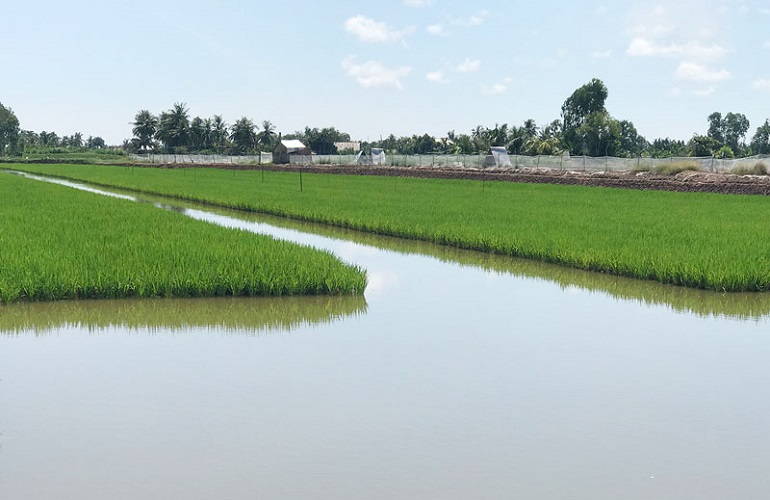 HTX Trí Lực: Sản xuất bền vững để có lúa thơm, tôm sạch