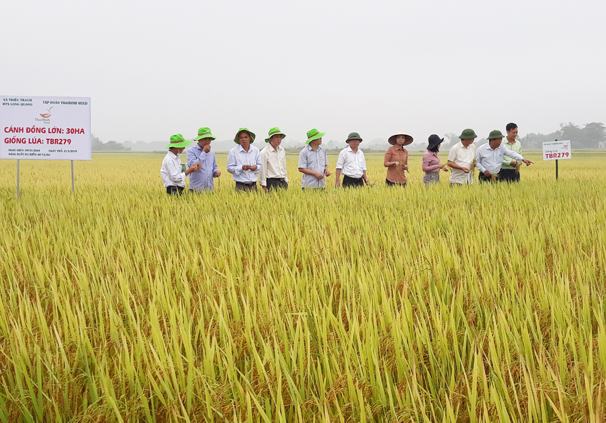 Thành công từ xây dựng cánh đồng lớn ở Triệu Phong