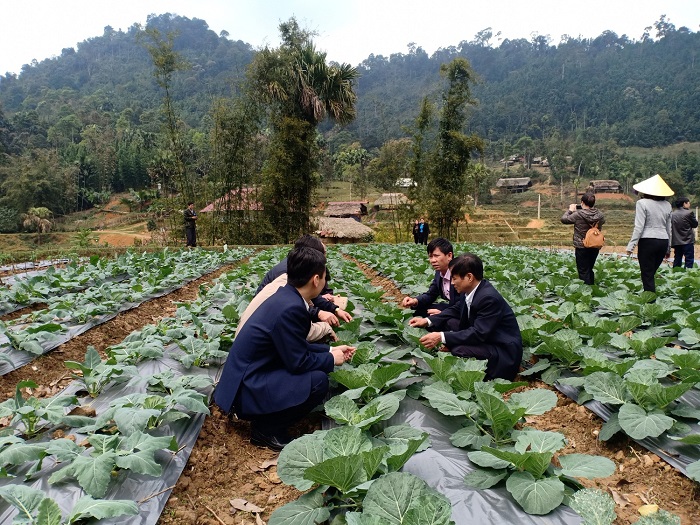 Gia tăng lợi ích môi trường từ trồng rau an toàn