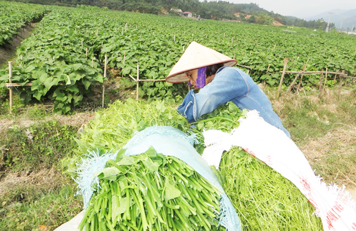 Tam đảo phát huy thế mạnh nông nghiệp sạch