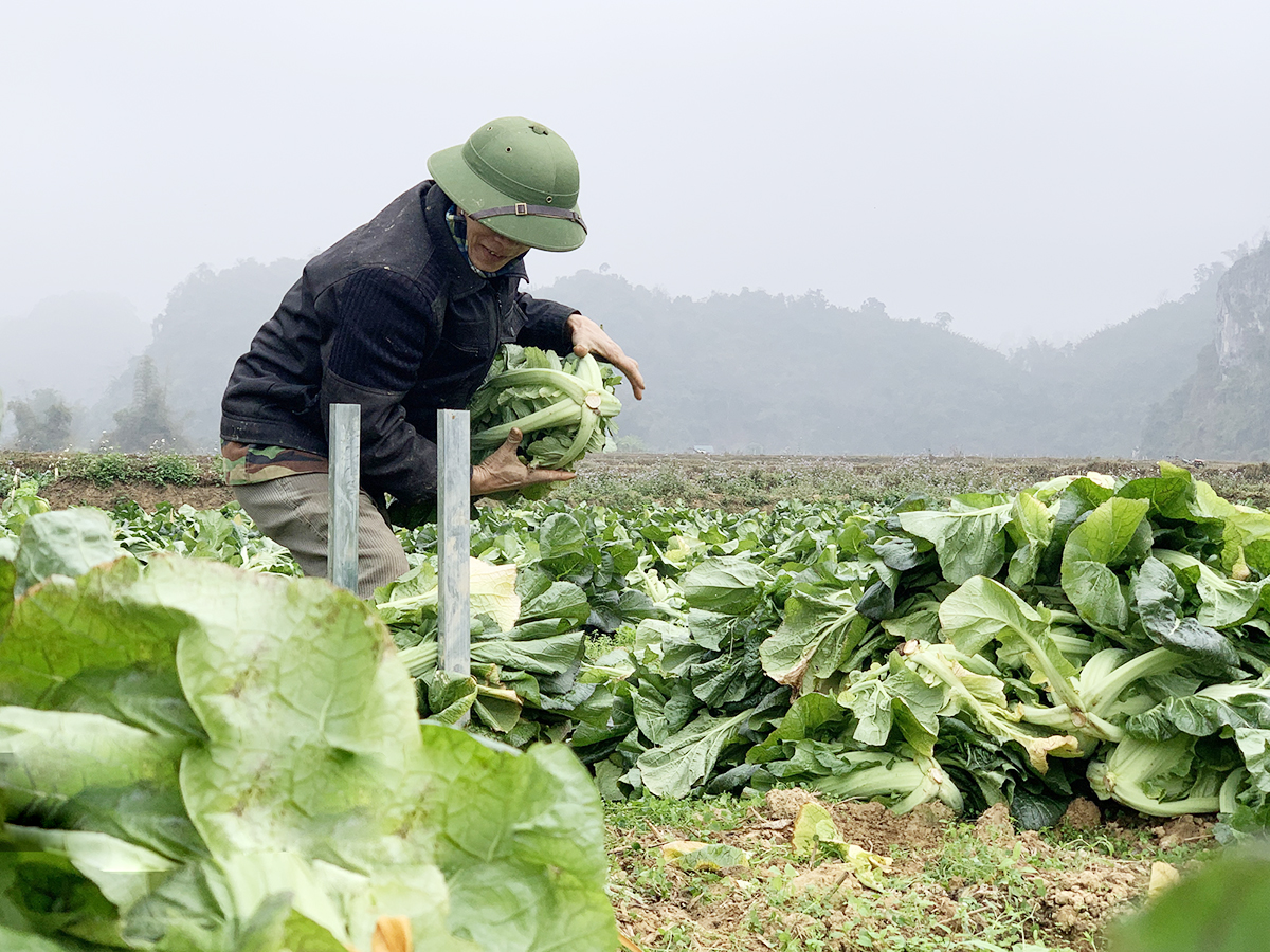 'Ba nhà' liên kết nhân đôi giá trị cải Nhật