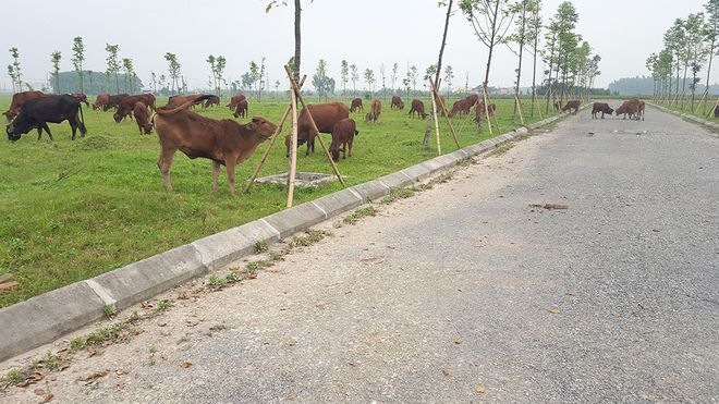 29 dự án tại Hà Nội có khả năng bị thu hồi