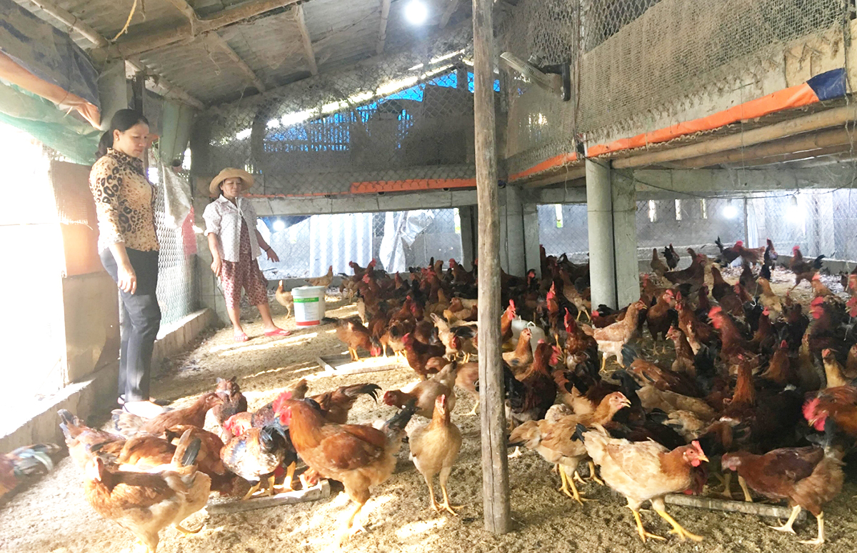 Làm giàu bền vững từ mô hình chăn nuôi hữu cơ ở Triệu Phong