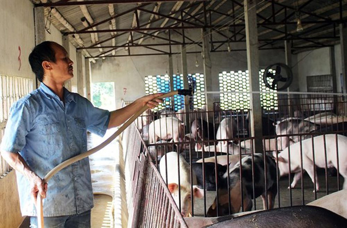 Chăn nuôi VietGAP phát huy giá trị ở Trực Thái