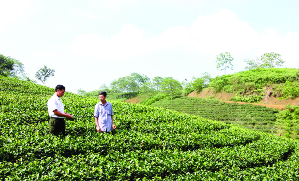 Nâng tầm thương hiệu chè hữu cơ Yên Kỳ