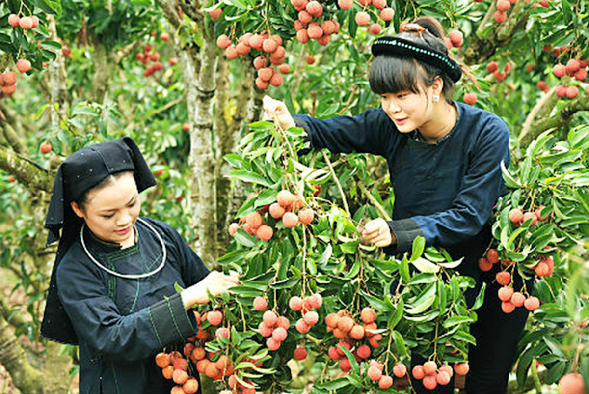 Bài 1: Hiệu quả từ chính sách dân tộc miền núi
