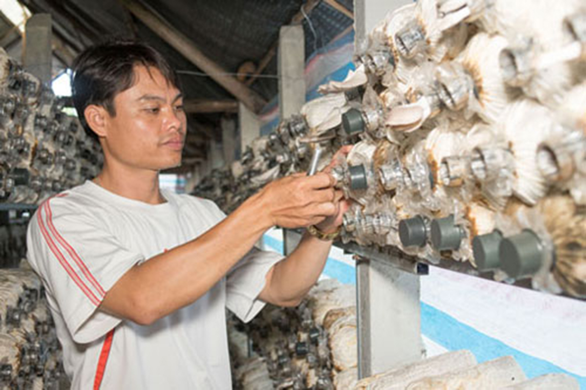 Bàu Bàng tạo hướng đi bền vững cho cây nấm