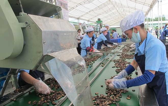 Lượng xuất khẩu hạt điều tăng 13,2%, kim ngạch giảm 5,8%