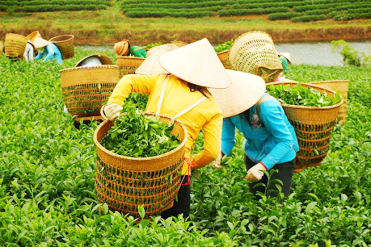Tam Điệp 'nâng chất' nông nghiệp bằng sản xuất xanh