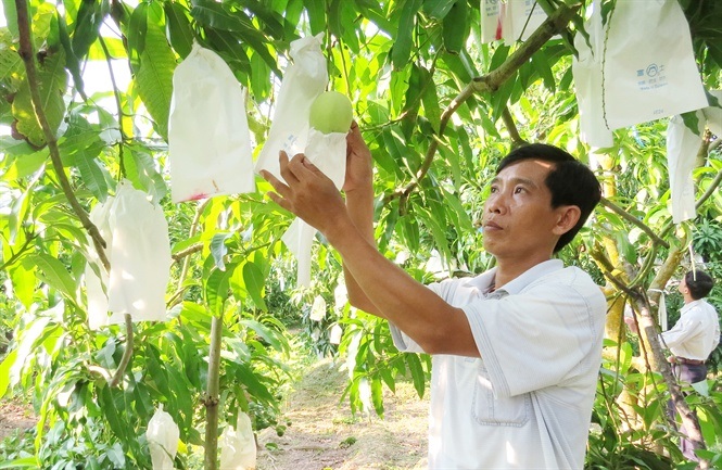 HTX Hòa Lộc khẳng định thương hiệu trái xoài VietGAP