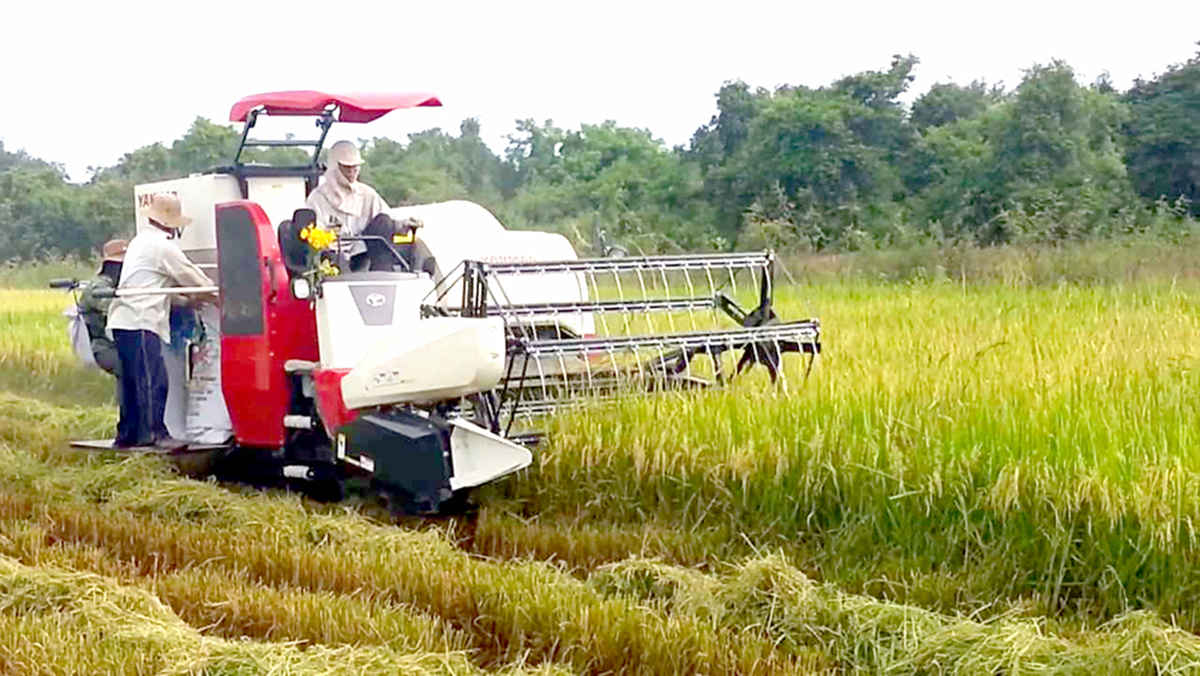 Hạ Hòa đánh thức tiềm năng nông nghiệp sạch