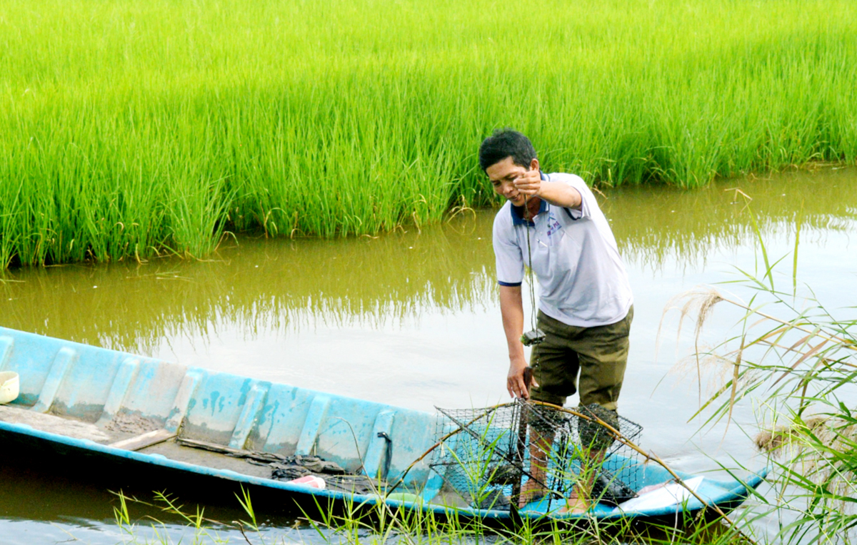 Hiệu quả từ mô hình nuôi tôm xen lúa ở Thới Bình