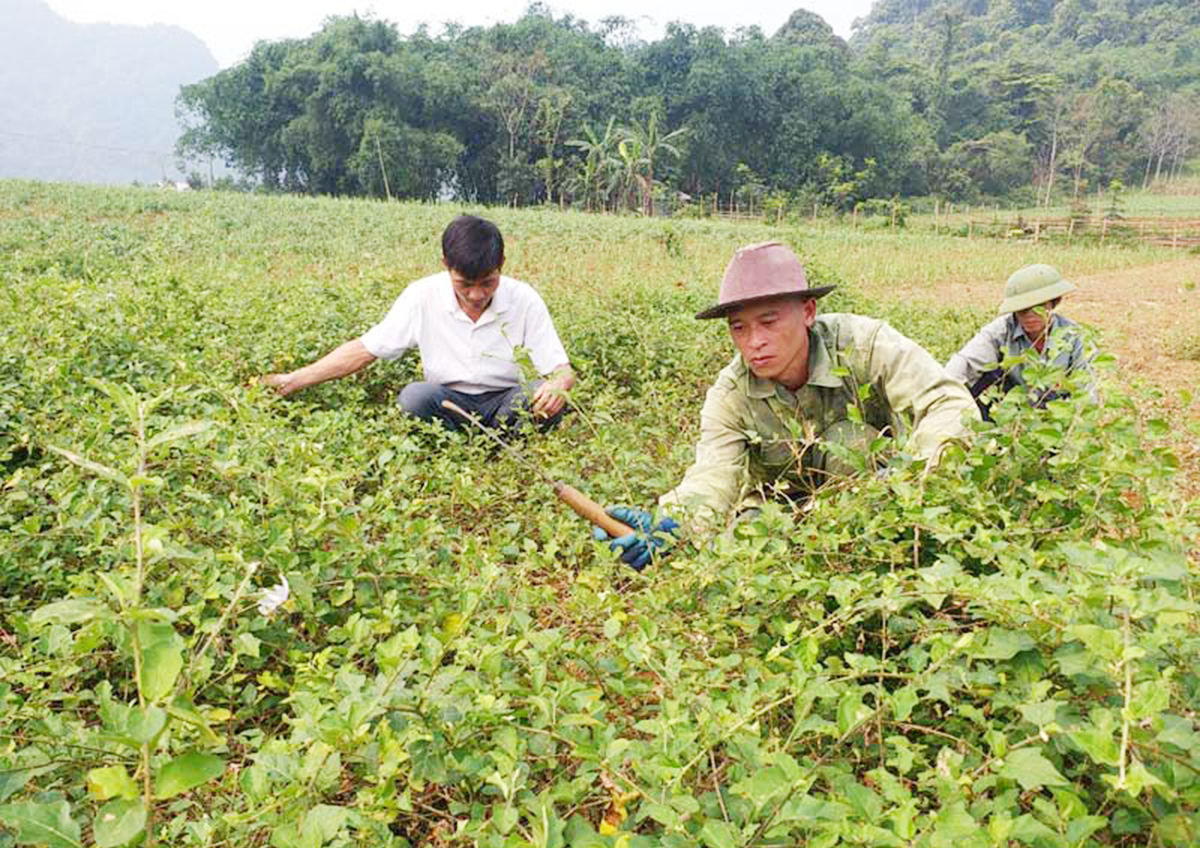 Sản xuất sạch, nâng tầm thương hiệu cà gai leo Yên Thủy