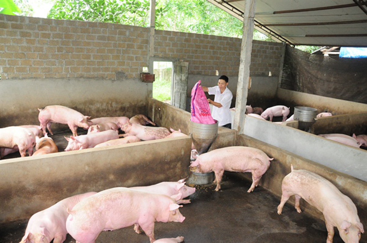 Tú Thịnh đẩy mạnh phát triển chăn nuôi hàng hóa