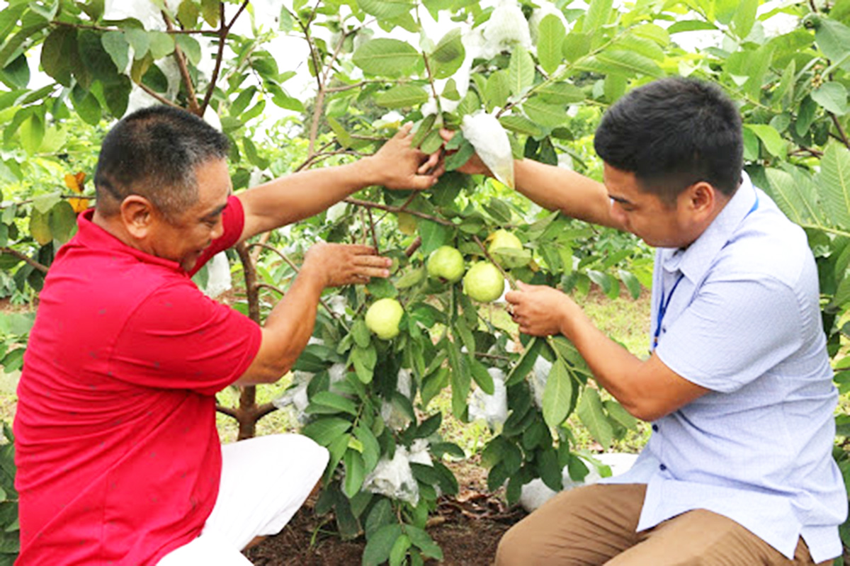 Khánh Thành hái quả ngọt từ trồng ổi VietGAP