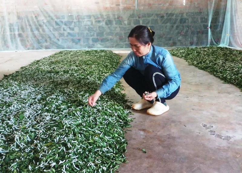HTX Bình Phú: Sản xuất bền vững nhờ chuỗi giá trị