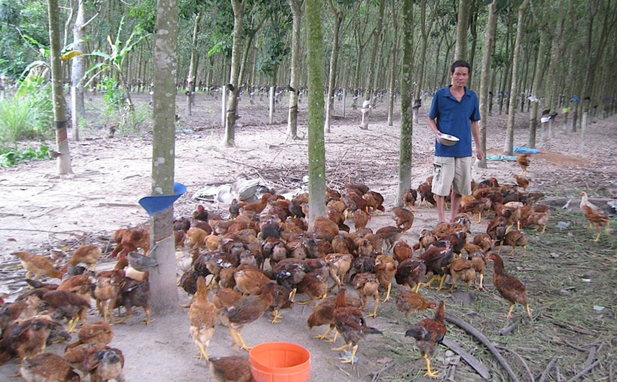 Bàu Bàng đổi thay nhờ phát triển kinh tế trang trại