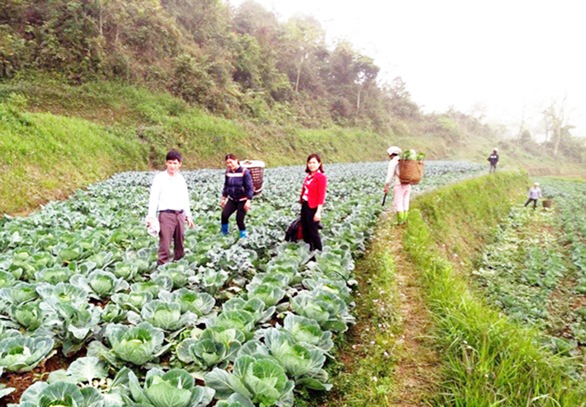 Nông dân Na Hang 'đổi đời' nhờ rau trái vụ VietGAP
