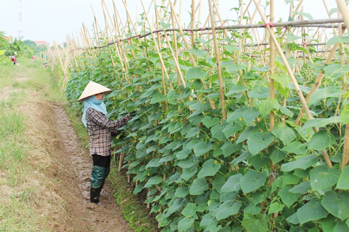 Kinh tế Sơn Dương thêm 'lực đẩy' từ trồng trọt hữu cơ