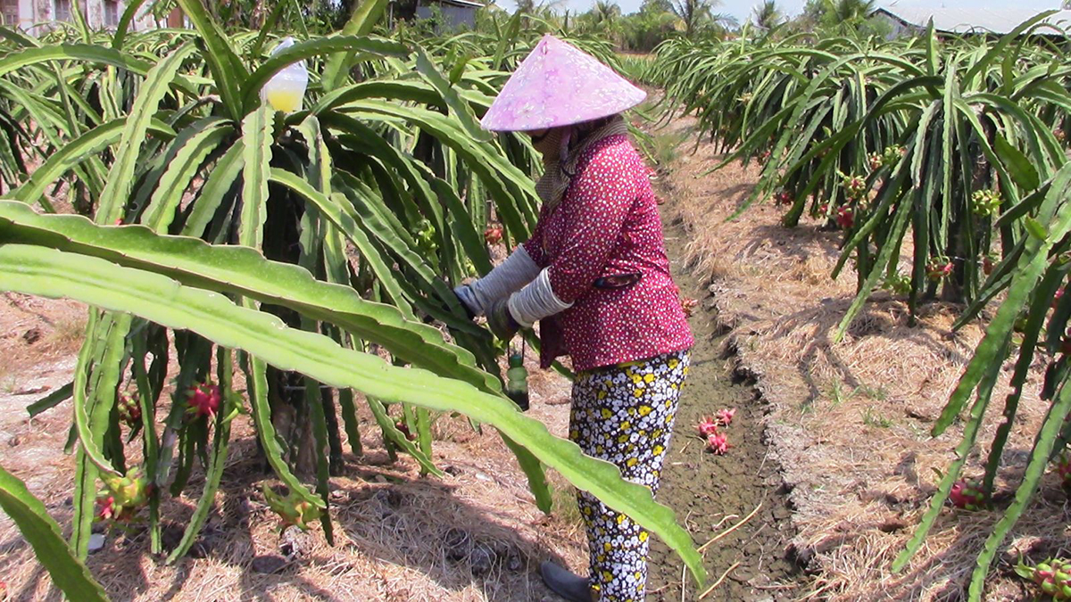 Sức bật mới của trái thanh long Tân Trụ
