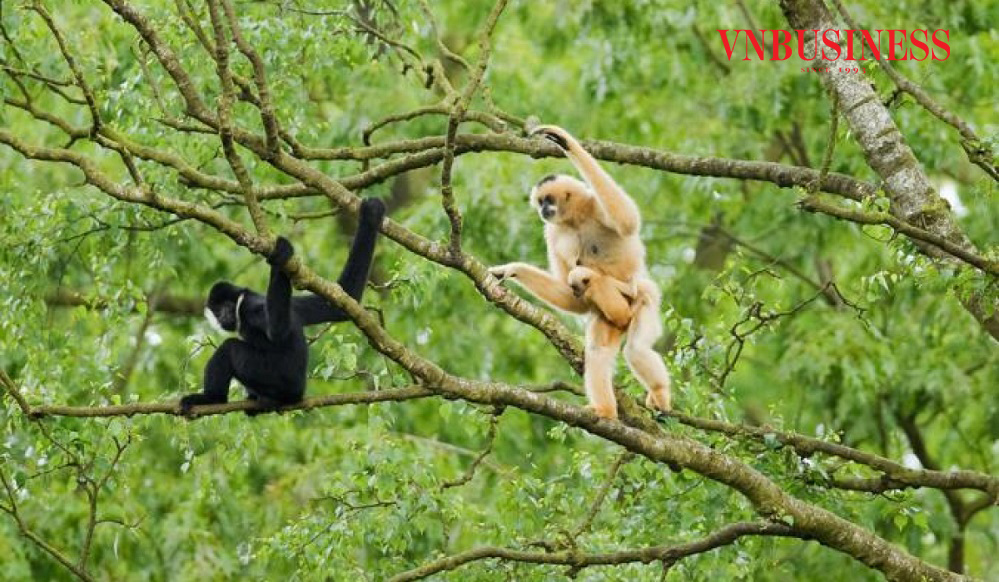 Bài 2: Từ thợ săn trở thành người bảo vệ muông thú