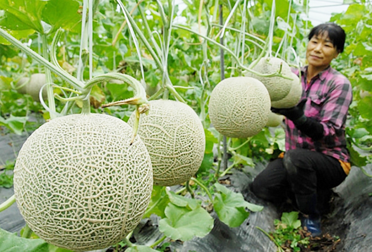 Bắc Bình bứt lên từ trồng trọt hữu cơ trên đất hạn