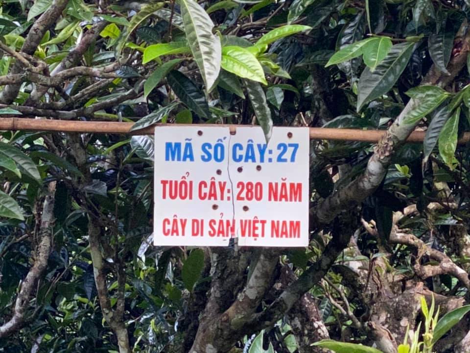 Tà Xùa 'hồi sinh' từ du lịch và bảo tồn cây chè cổ (Bài cuối): Thành công từ kinh doanh bền vững