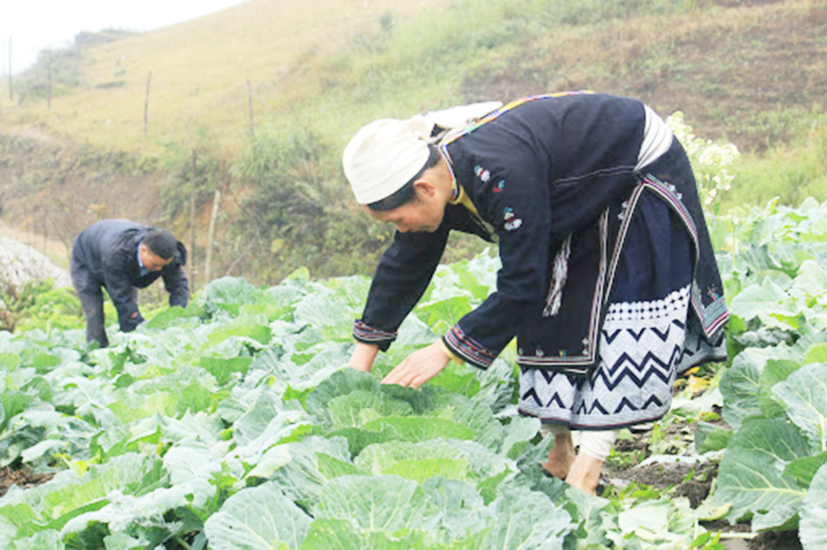 Làm giàu trên đất khó Khâu Tinh (Bài 3): HTX khẳng định vai trò 'đầu tàu'
