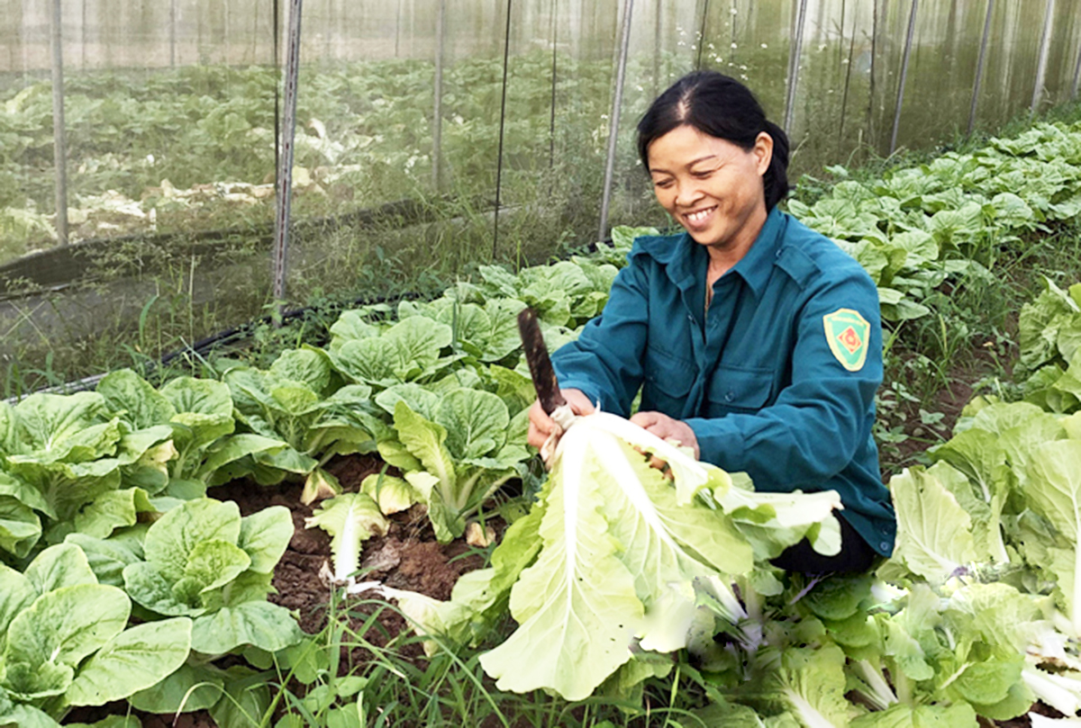 Sản xuất VietGAP nâng cao giá trị rau sạch Gia Cát