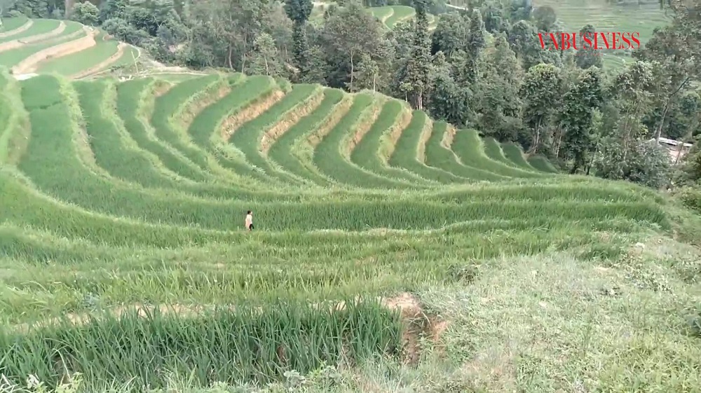 Người Cờ Lao vươn lên giữa núi rừng Hà Giang (Bài 3): Hướng đến phát triển bền vững