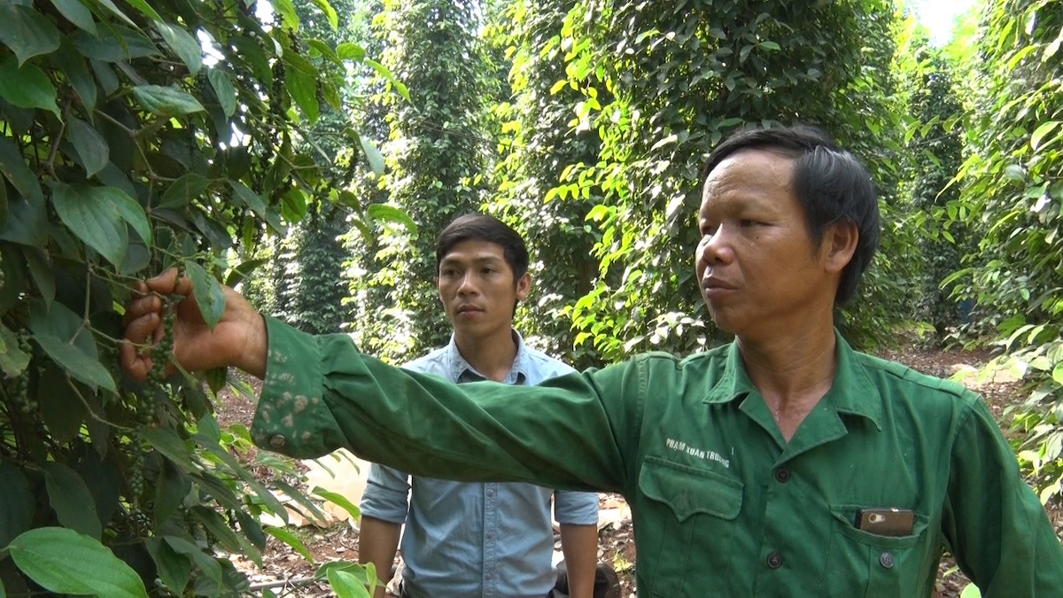 Thị trường nông sản ngày 23/4: Giá tiêu và lợn hơi giảm, cà phê đi ngang