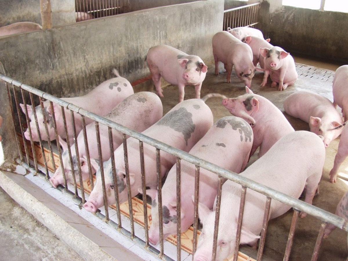 Thị trường nông sản ngày 24/4: Giá lợn hơi gần xuống mốc 70.000 đồng/kg, cà phê và tiêu 'đi ngang'