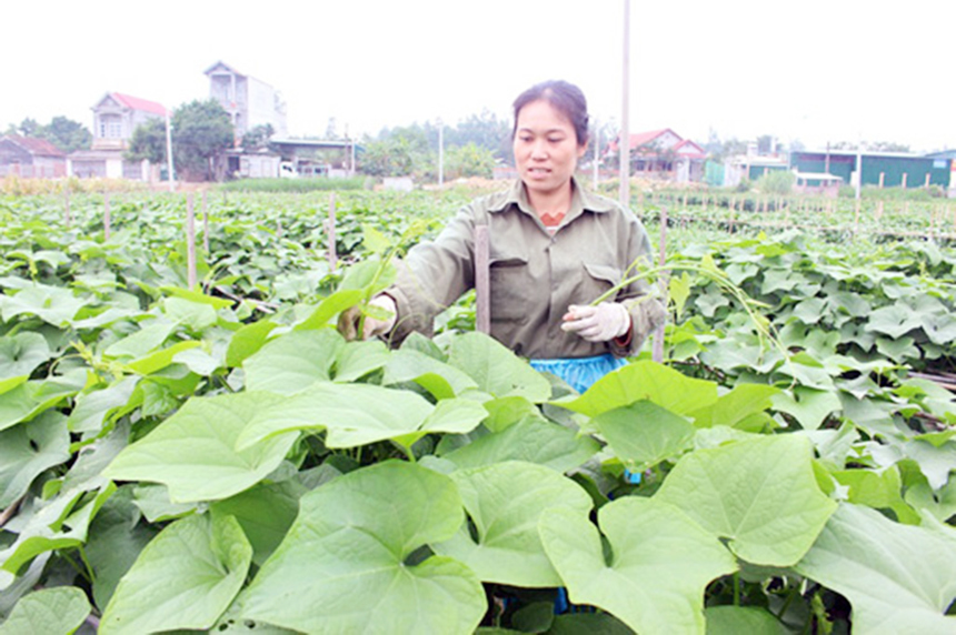 Mô hình trồng su su lấy ngọn tại Tuyên Quang