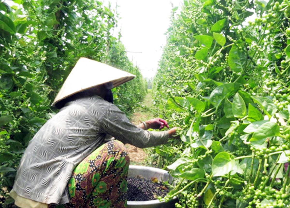 Trồng mồng tơi lấy hạt cho thu nhập khá ở Hưng Điền
